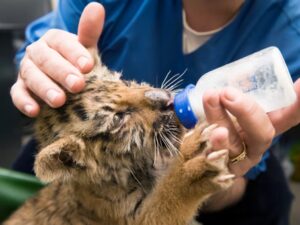 Eye of the tiger: rising up to the post-Brexit challenge - Leaman Crellin